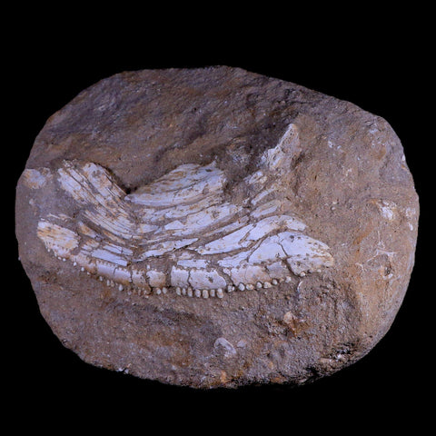 11.5" Eutrichiurides Fossil Fish Jaw Teeth In Matrix Cretaceous Dinosaur Era Morocco - Fossil Age Minerals