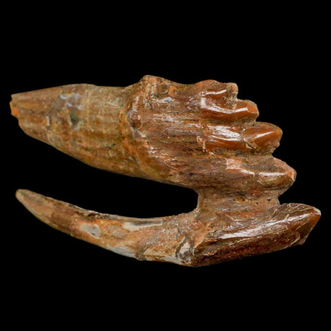3.3" Basilosaurus Tooth Rooted Prehistoric Whale 34 Mil Yrs Old Late Eocene COA - Fossil Age Minerals