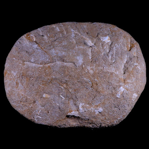 11.5" Eutrichiurides Fossil Fish Jaw Teeth In Matrix Cretaceous Dinosaur Era Morocco - Fossil Age Minerals