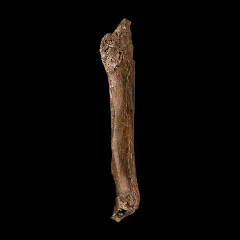 6.7" Triceratops Fossil Rib Bone Hell Creek FM Cretaceous Dinosaur MT COA Metal Stand
