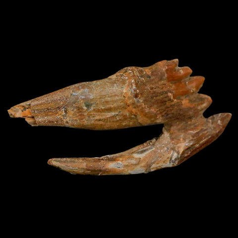 3.3" Basilosaurus Tooth Rooted Prehistoric Whale 34 Mil Yrs Old Late Eocene COA - Fossil Age Minerals