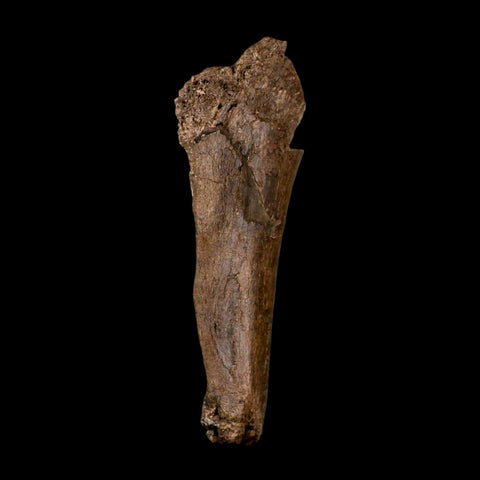 6.7" Triceratops Fossil Rib Bone Hell Creek FM Cretaceous Dinosaur MT COA Metal Stand