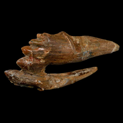 3.3" Basilosaurus Tooth Rooted Prehistoric Whale 34 Mil Yrs Old Late Eocene COA - Fossil Age Minerals