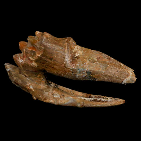 3.3" Basilosaurus Tooth Rooted Prehistoric Whale 34 Mil Yrs Old Late Eocene COA - Fossil Age Minerals