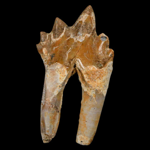 2.2" Basilosaurus Tooth Rooted Prehistoric Whale 34 Mil Yrs Old Late Eocene COA - Fossil Age Minerals