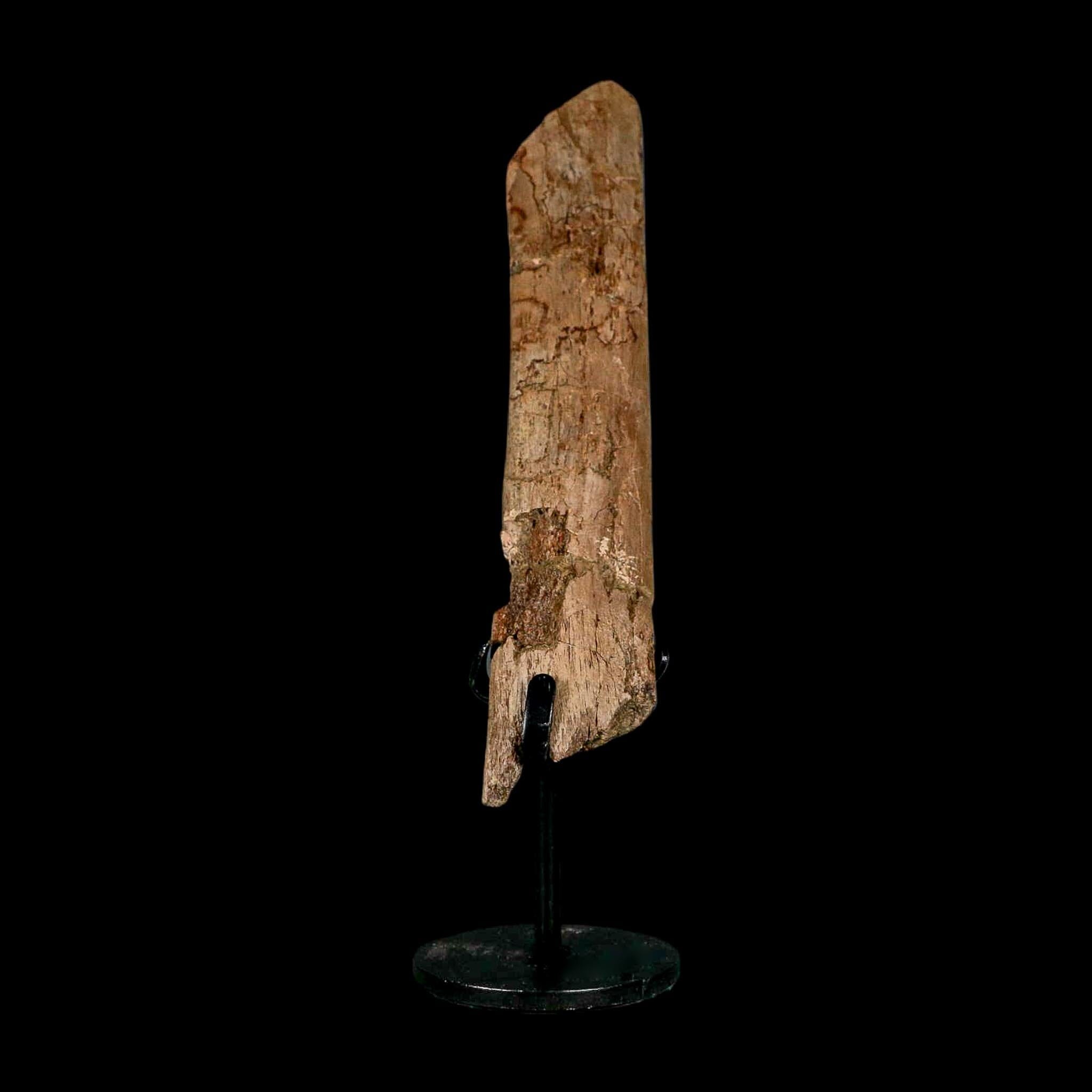 6.3" Hadrosaur Dinosaur Fossil Rib Bone Hell Creek FM MT COA Metal Stand - Fossil Age Minerals