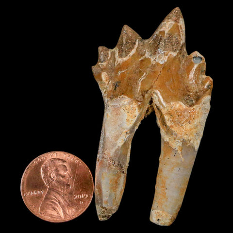 2.2" Basilosaurus Tooth Rooted Prehistoric Whale 34 Mil Yrs Old Late Eocene COA - Fossil Age Minerals