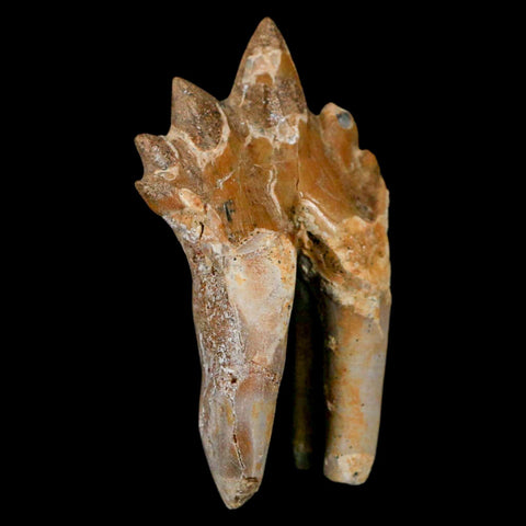 2.2" Basilosaurus Tooth Rooted Prehistoric Whale 34 Mil Yrs Old Late Eocene COA - Fossil Age Minerals