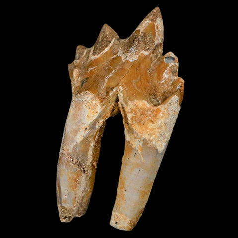 2.2" Basilosaurus Tooth Rooted Prehistoric Whale 34 Mil Yrs Old Late Eocene COA - Fossil Age Minerals