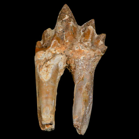 2.2" Basilosaurus Tooth Rooted Prehistoric Whale 34 Mil Yrs Old Late Eocene COA - Fossil Age Minerals