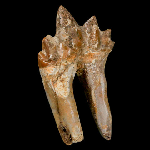 2.2" Basilosaurus Tooth Rooted Prehistoric Whale 34 Mil Yrs Old Late Eocene COA - Fossil Age Minerals