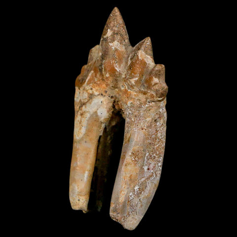 2.2" Basilosaurus Tooth Rooted Prehistoric Whale 34 Mil Yrs Old Late Eocene COA - Fossil Age Minerals