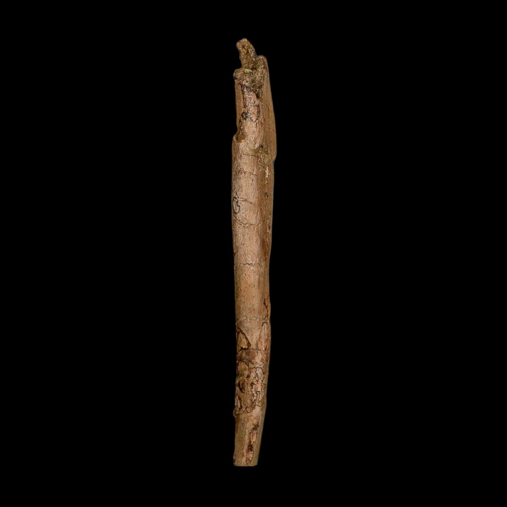 6.3" Hadrosaur Dinosaur Fossil Rib Bone Hell Creek FM MT COA Metal Stand - Fossil Age Minerals