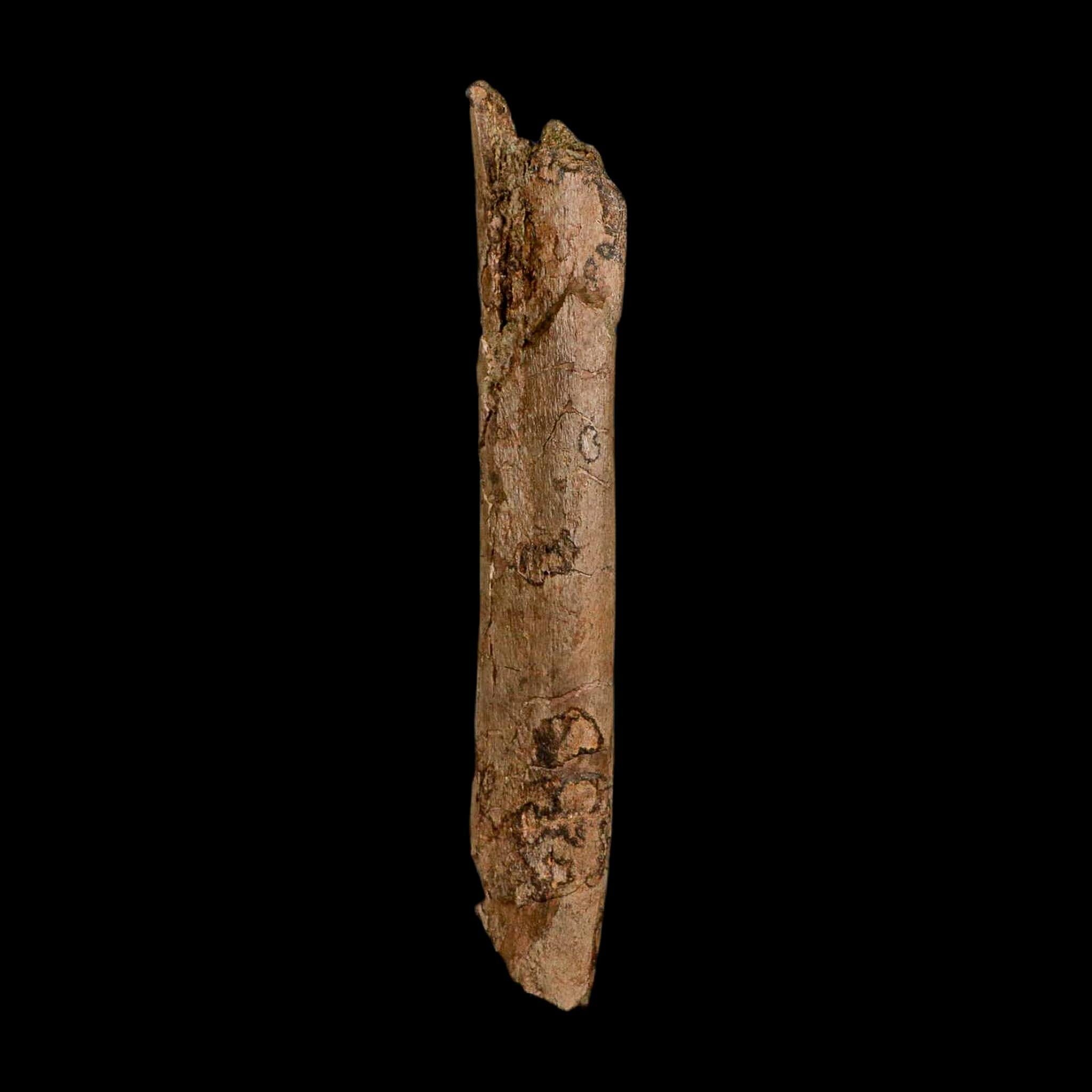 6.3" Hadrosaur Dinosaur Fossil Rib Bone Hell Creek FM MT COA Metal Stand - Fossil Age Minerals