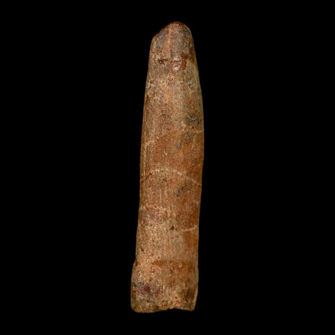 1.5" Rebbachisaurus Sauropod Fossil Tooth Early Cretaceous Dinosaur COA, Display - Fossil Age Minerals