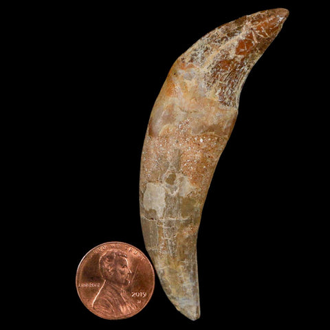 3" Basilosaurus Tooth Rooted Prehistoric Whale 34 Mil Yrs Old Late Eocene COA - Fossil Age Minerals
