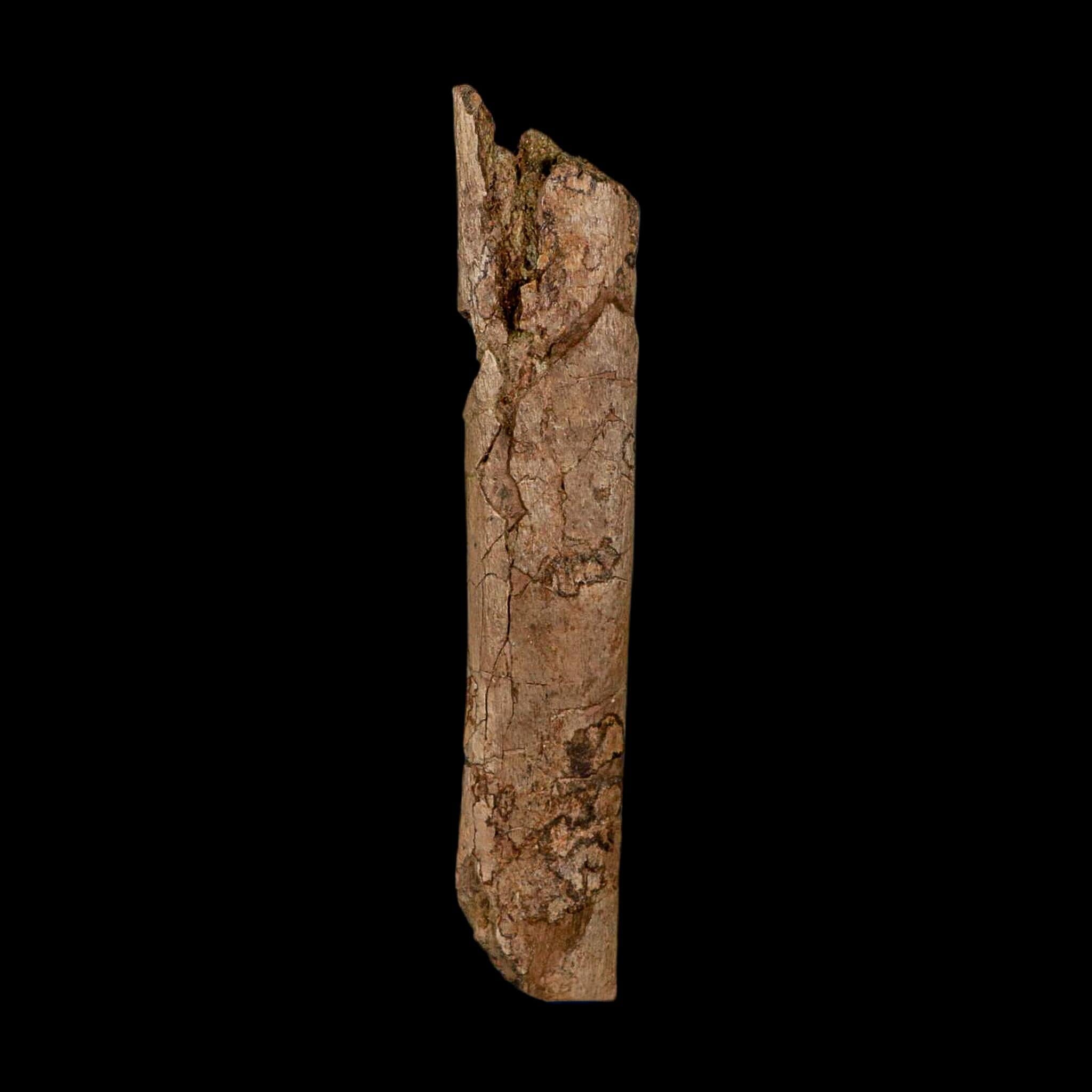 6.3" Hadrosaur Dinosaur Fossil Rib Bone Hell Creek FM MT COA Metal Stand - Fossil Age Minerals