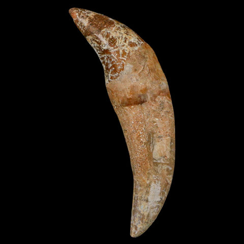 3" Basilosaurus Tooth Rooted Prehistoric Whale 34 Mil Yrs Old Late Eocene COA - Fossil Age Minerals