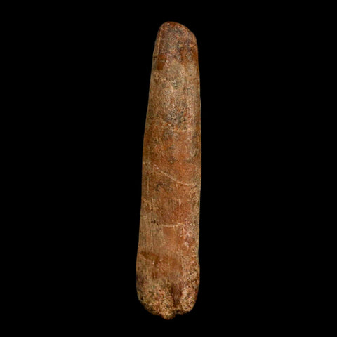 1.5" Rebbachisaurus Sauropod Fossil Tooth Early Cretaceous Dinosaur COA, Display - Fossil Age Minerals