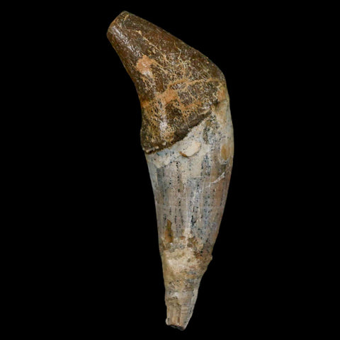 3" Basilosaurus Tooth Rooted Prehistoric Whale 34 Mil Yrs Old Late Eocene COA - Fossil Age Minerals