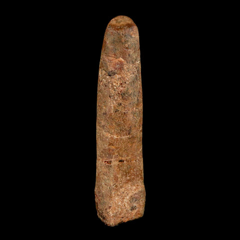 1.5" Rebbachisaurus Sauropod Fossil Tooth Early Cretaceous Dinosaur COA, Display - Fossil Age Minerals