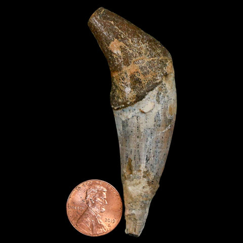 3" Basilosaurus Tooth Rooted Prehistoric Whale 34 Mil Yrs Old Late Eocene COA - Fossil Age Minerals