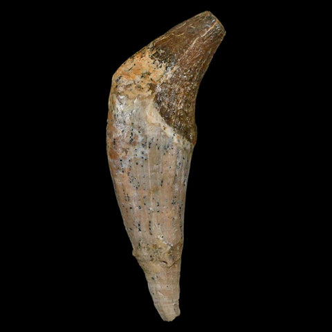3" Basilosaurus Tooth Rooted Prehistoric Whale 34 Mil Yrs Old Late Eocene COA - Fossil Age Minerals