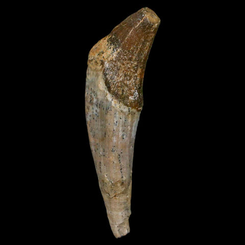 3" Basilosaurus Tooth Rooted Prehistoric Whale 34 Mil Yrs Old Late Eocene COA - Fossil Age Minerals