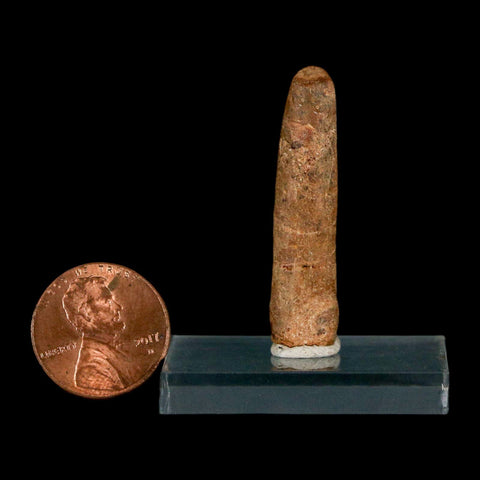 1.5" Rebbachisaurus Sauropod Fossil Tooth Early Cretaceous Dinosaur COA, Display - Fossil Age Minerals