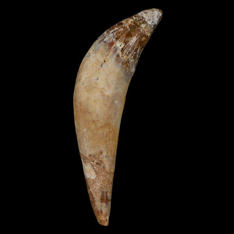 3.2" Basilosaurus Tooth Rooted Prehistoric Whale 34 Mil Yrs Old Late Eocene COA - Fossil Age Minerals