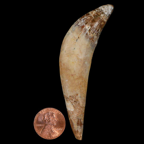 3.2" Basilosaurus Tooth Rooted Prehistoric Whale 34 Mil Yrs Old Late Eocene COA - Fossil Age Minerals