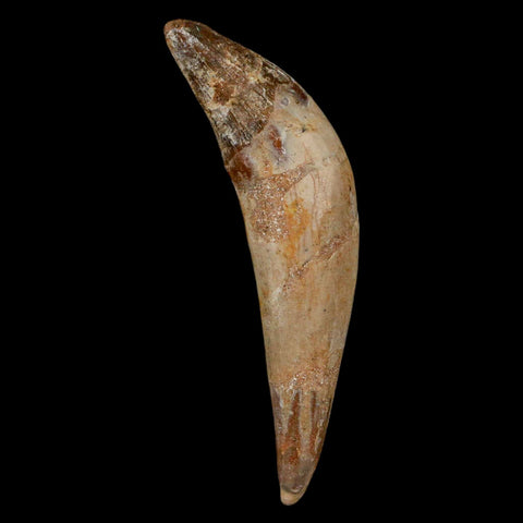 3.2" Basilosaurus Tooth Rooted Prehistoric Whale 34 Mil Yrs Old Late Eocene COA - Fossil Age Minerals