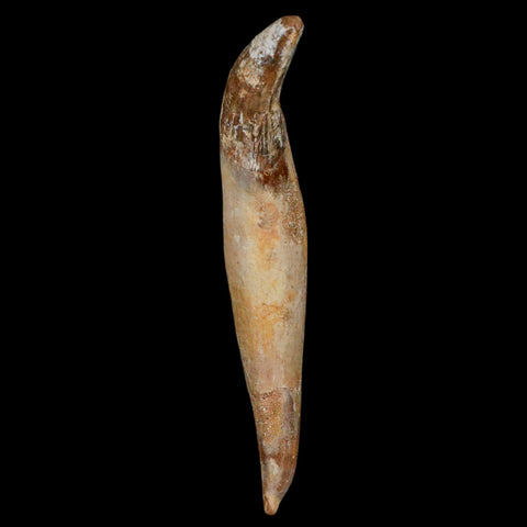 3.2" Basilosaurus Tooth Rooted Prehistoric Whale 34 Mil Yrs Old Late Eocene COA - Fossil Age Minerals