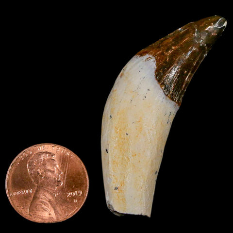 1.9" Basilosaurus Tooth Rooted Prehistoric Whale 34 Mil Yrs Old Late Eocene COA - Fossil Age Minerals