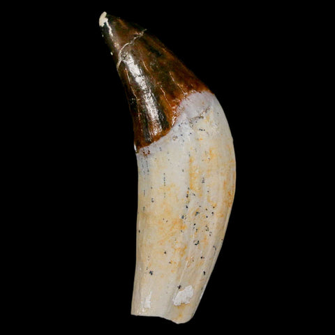 1.9" Basilosaurus Tooth Rooted Prehistoric Whale 34 Mil Yrs Old Late Eocene COA - Fossil Age Minerals