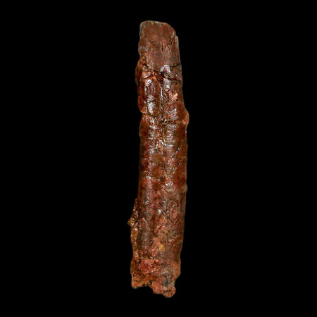 1.5" Rebbachisaurus Sauropod Fossil Tooth Early Cretaceous Dinosaur COA, Display