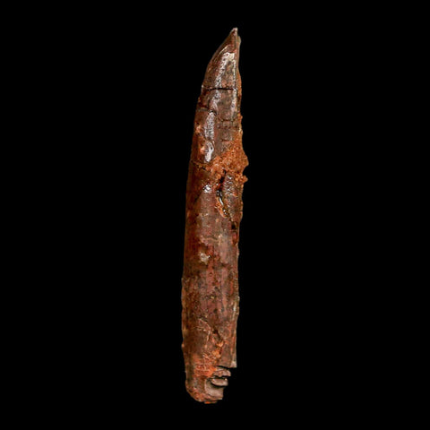 1.5" Rebbachisaurus Sauropod Fossil Tooth Early Cretaceous Dinosaur COA, Display - Fossil Age Minerals