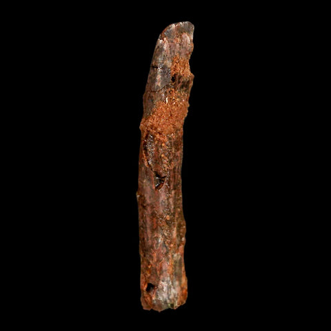 1.5" Rebbachisaurus Sauropod Fossil Tooth Early Cretaceous Dinosaur COA, Display - Fossil Age Minerals