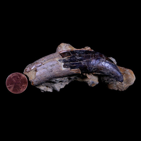 3.9" Allodesmus Karnensis Giant Sea Lion Fossil Tooth In Matrix Miocene Age California