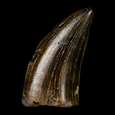 0.9" Tyrannosaur Serrated Fossil Tooth Cretaceous Dinosaur Judith River FM MT COA