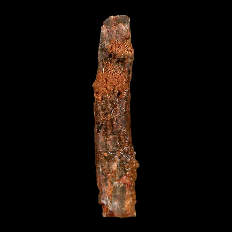 1.5" Rebbachisaurus Sauropod Fossil Tooth Early Cretaceous Dinosaur COA, Display - Fossil Age Minerals