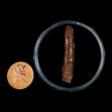 1.5" Rebbachisaurus Sauropod Fossil Tooth Early Cretaceous Dinosaur COA, Display - Fossil Age Minerals