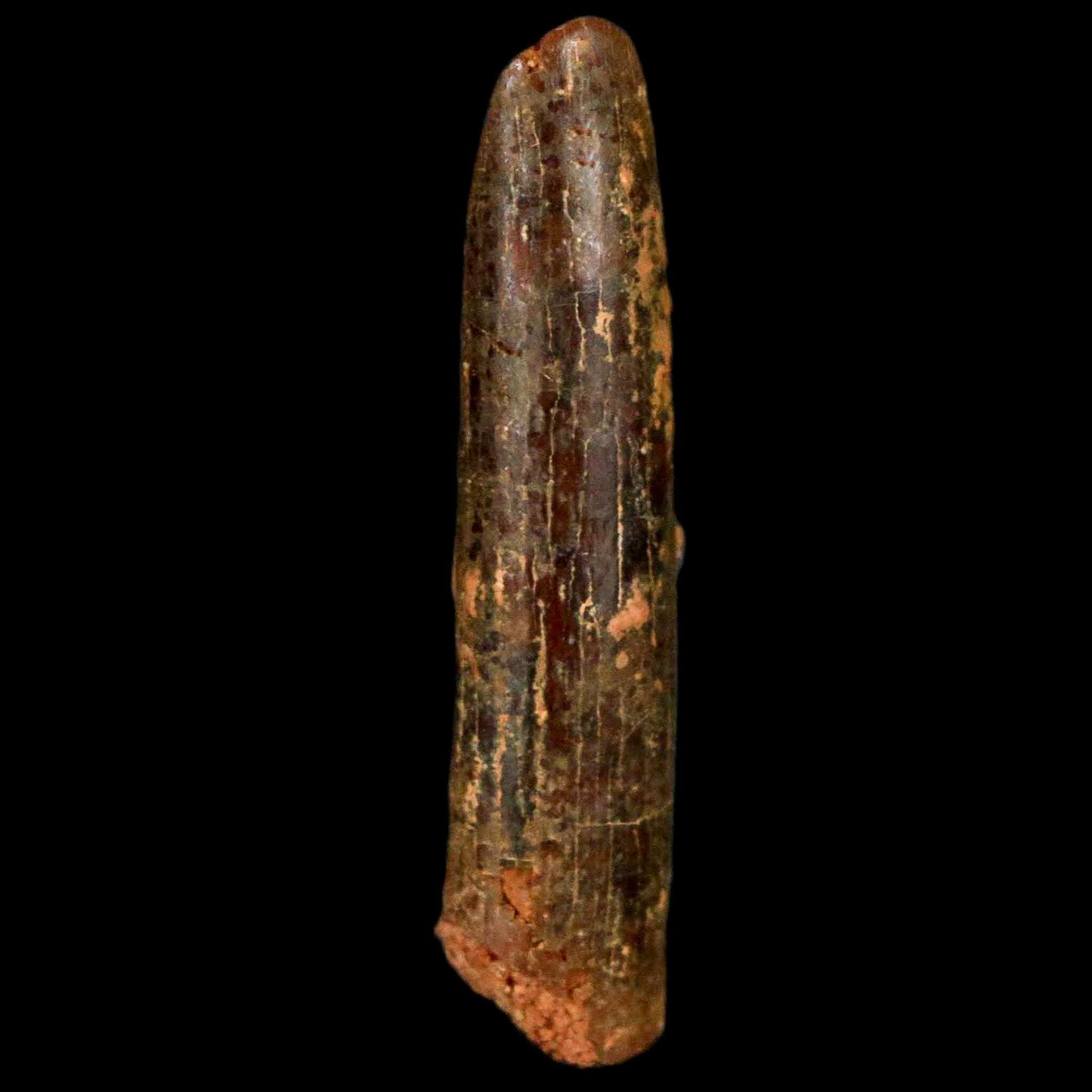 1.1" Rebbachisaurus Sauropod Fossil Tooth Early Cretaceous Dinosaur COA, Display - Fossil Age Minerals
