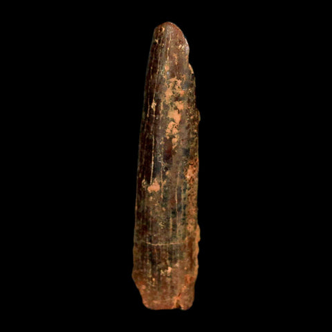 1.1" Rebbachisaurus Sauropod Fossil Tooth Early Cretaceous Dinosaur COA, Display - Fossil Age Minerals