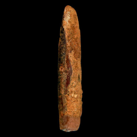 1.1" Rebbachisaurus Sauropod Fossil Tooth Early Cretaceous Dinosaur COA, Display - Fossil Age Minerals