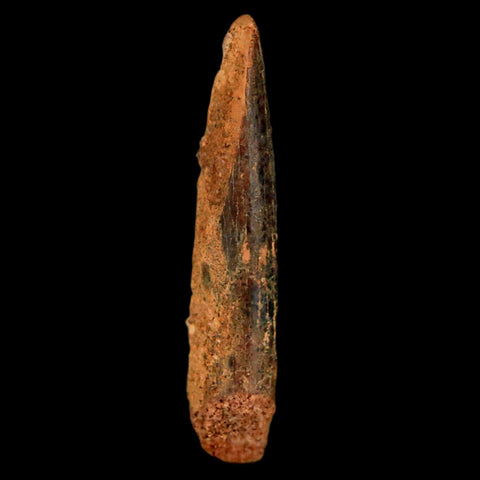 1.1" Rebbachisaurus Sauropod Fossil Tooth Early Cretaceous Dinosaur COA, Display - Fossil Age Minerals