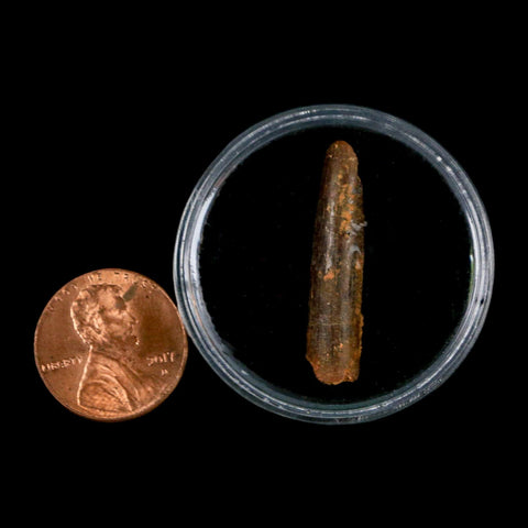 1.1" Rebbachisaurus Sauropod Fossil Tooth Early Cretaceous Dinosaur COA, Display - Fossil Age Minerals