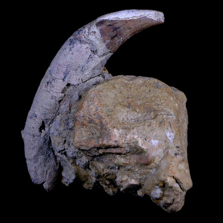 4" Allodesmus Karnensis Giant Sea Lion Fossil Tooth In Matrix Miocene Age California