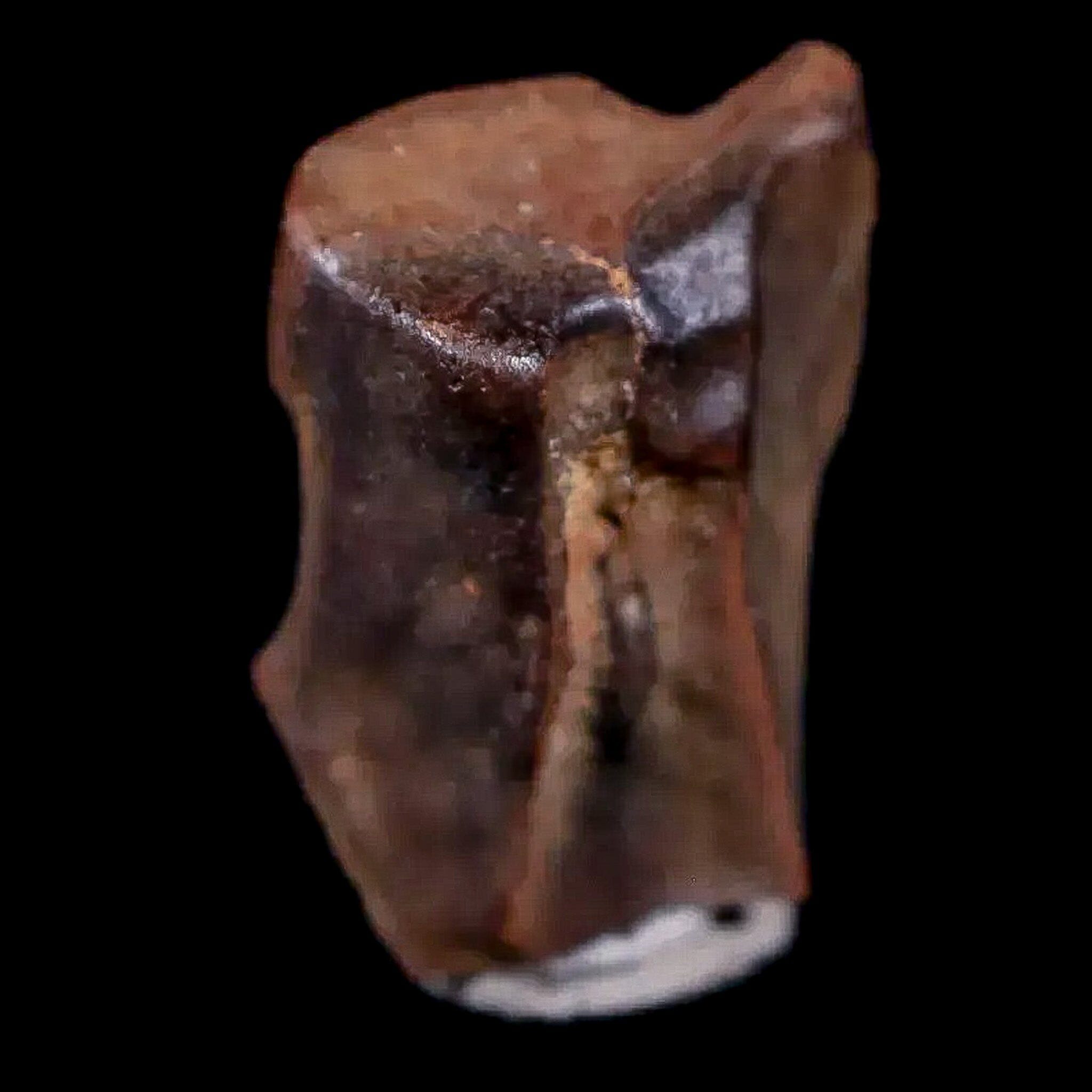 0.5" Chasmosaurus Fossil Tooth Judith River FM Cretaceous Dinosaur MT COA Display - Fossil Age Minerals