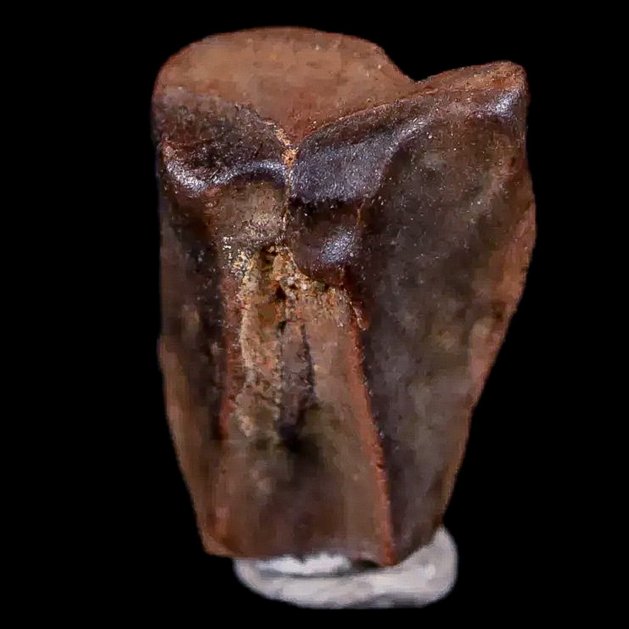 0.5" Chasmosaurus Fossil Tooth Judith River FM Cretaceous Dinosaur MT COA Display - Fossil Age Minerals